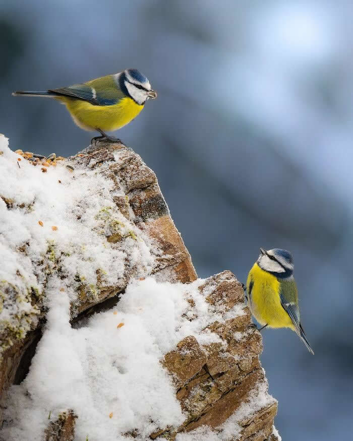 Two colorful blue tit birds perch on snow-covered rocks, one above the other, against a soft blue blurred background.