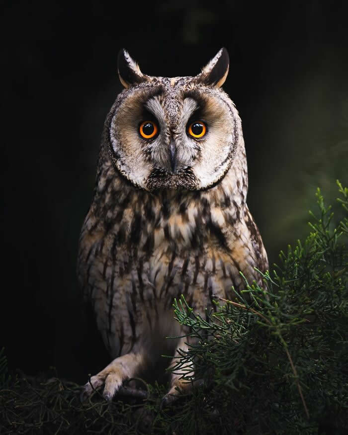 A long-eared owl with striking orange eyes sits among dark green branches, illuminated against a deep black background.