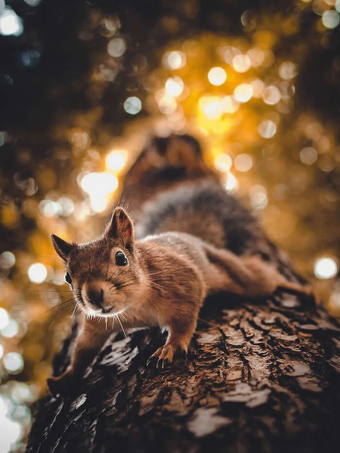 A curious squirrel climbs along a tree trunk toward the camera, with warm golden bokeh lights glowing in the forest background.