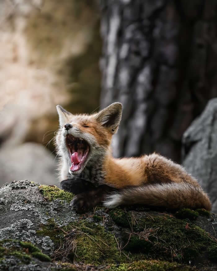 A young red fox lies on mossy rocks with its mouth wide open in a big yawn, surrounded by forest stones and tree trunks.