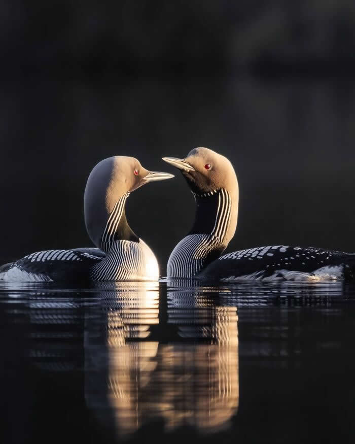 Two black-and-white loons face each other on calm dark water, their reflections glowing in soft golden light.