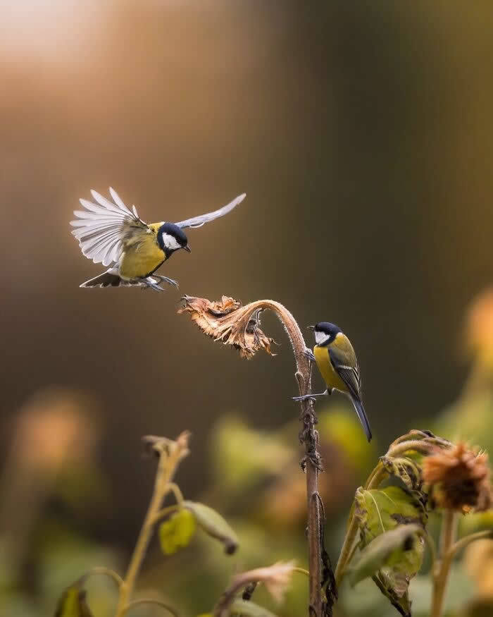 Two small songbirds gather on a dried sunflower stem, one perched while the other lands with wings spread, against a warm blurred background.