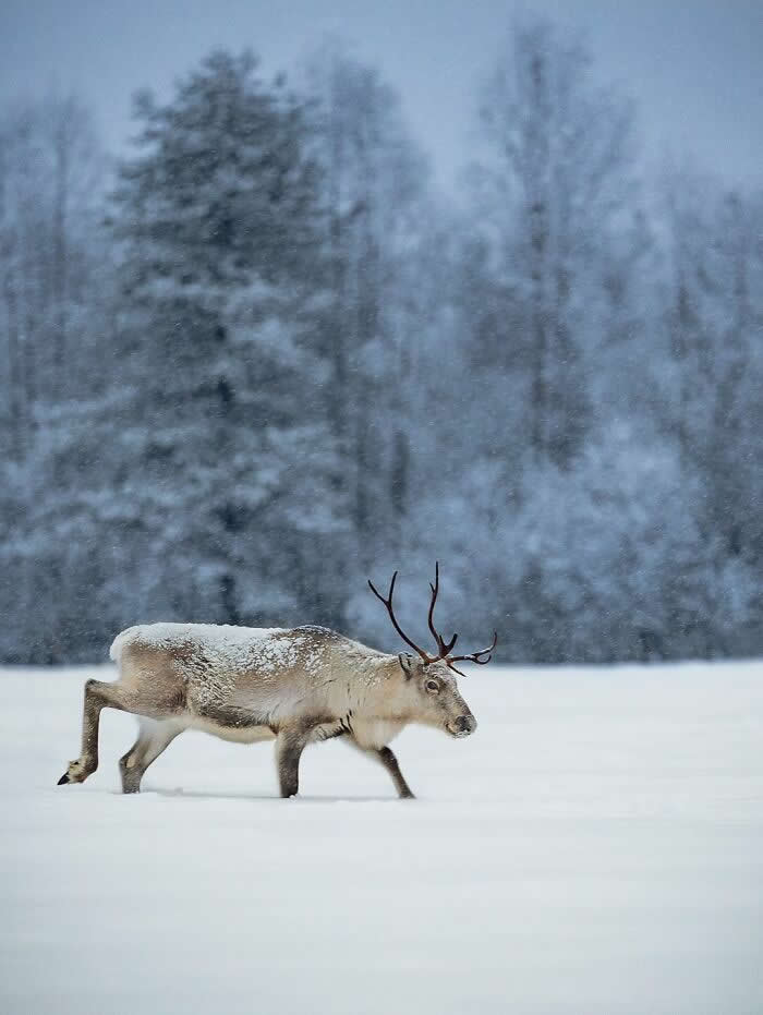 A reindeer walks across a snowy field during light snowfall, with frosted trees and a blue winter forest in the background.