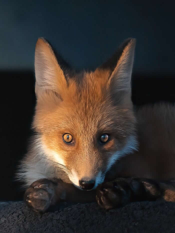 A close-up portrait of a young red fox peering over a ledge, its face lit by warm golden light against a dark background.