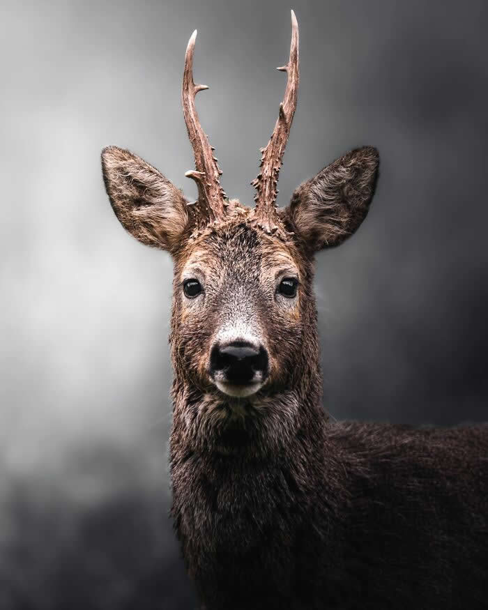 A close-up portrait of a deer with antlers staring directly at the camera, set against a soft gray blurred background.