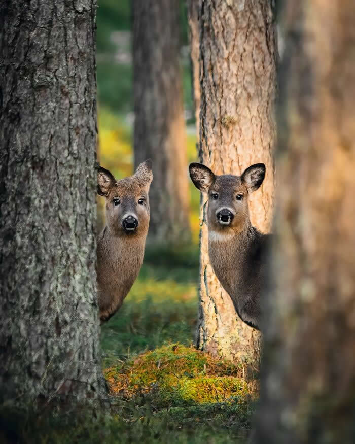 Two young deer peek from behind tree trunks in a forest, standing in warm sunlight among green moss and tall pines.