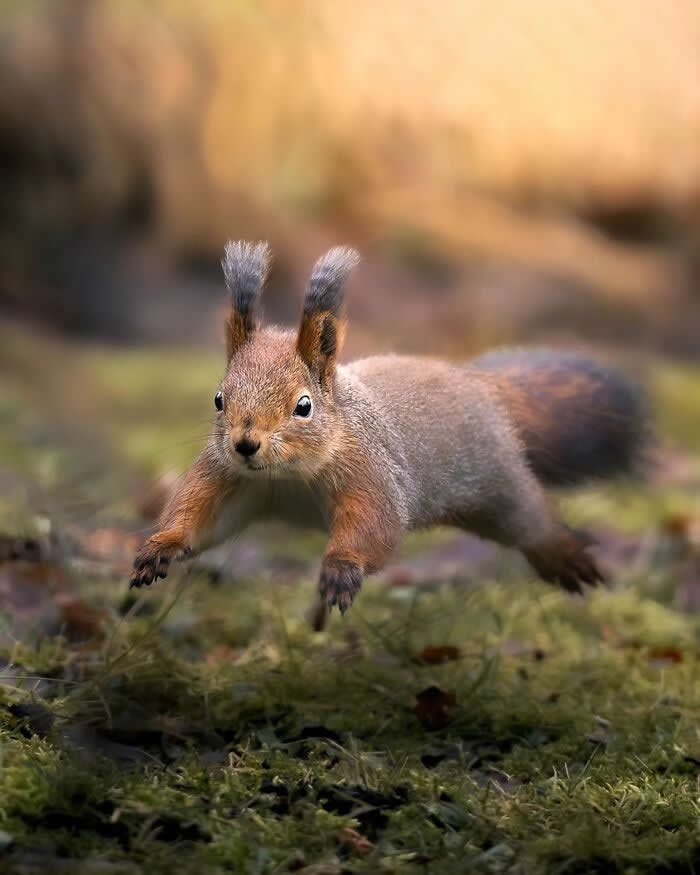 A red squirrel jumps across mossy ground with legs stretched midair, captured sharply against a warm blurred woodland background.