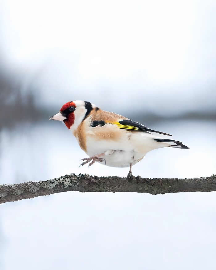 A colorful European goldfinch perches on a branch in a snowy landscape, lifting one foot against a soft white winter background.