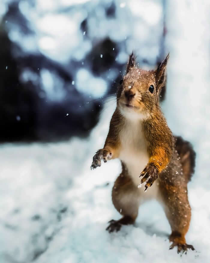 A red squirrel stands upright in fresh snow with paws raised, snowflakes falling around it against a blurred winter background.