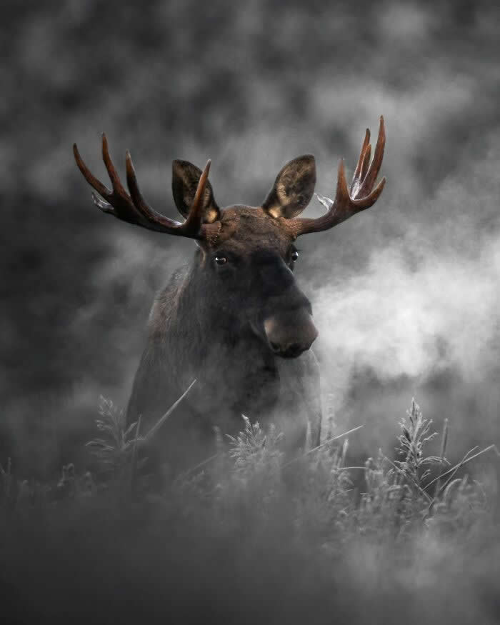 A large moose with broad antlers stands in a foggy field, surrounded by frosty grass and soft gray mist.