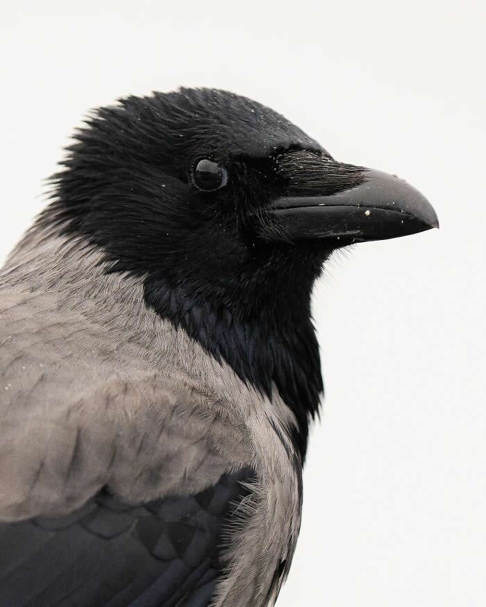 A close-up portrait of a hooded crow showing its black head and beak with gray feathers against a clean white background.