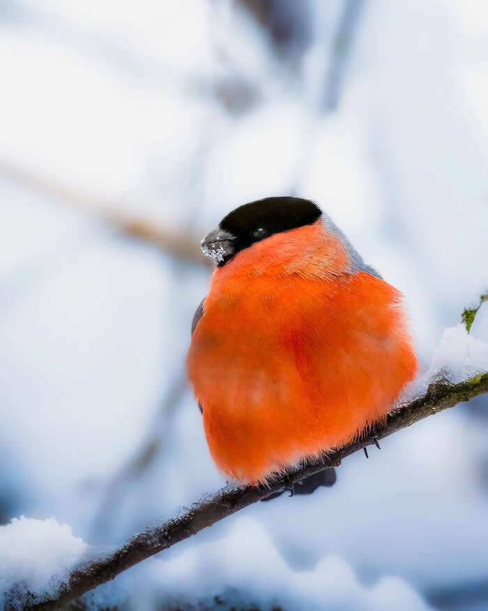 A bright orange bullfinch perches on a snow-covered branch, its colorful feathers standing out against a soft white winter background.