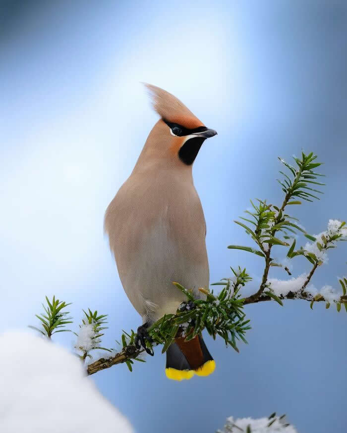 A cedar waxwing with a sleek crest perches on a snow-dusted evergreen branch against a soft blue winter background.