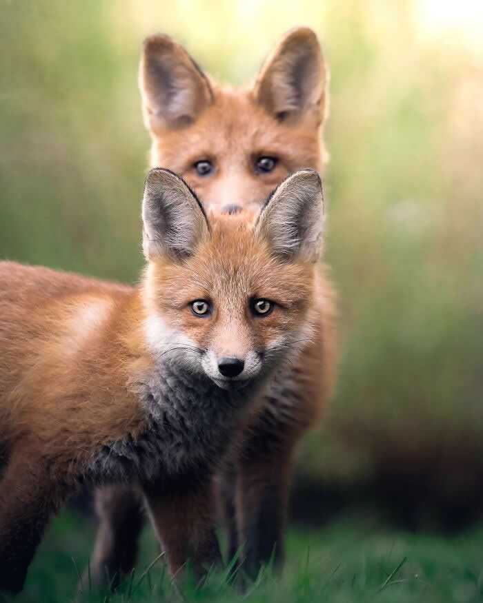 Two young red foxes stand in grass, one in sharp focus in front while the second fox watches from behind against a soft green background.
