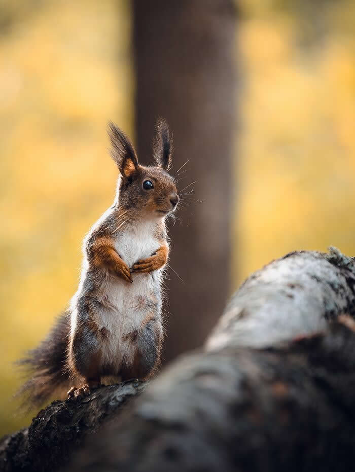 A red squirrel stands upright on a tree trunk with paws held to its chest, framed by a warm golden woodland background.