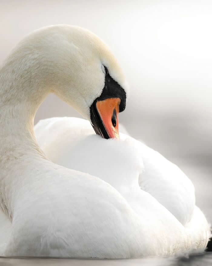 A white swan floats calmly on water with its curved neck bent downward, resting its beak against its feathers against a soft pale background.