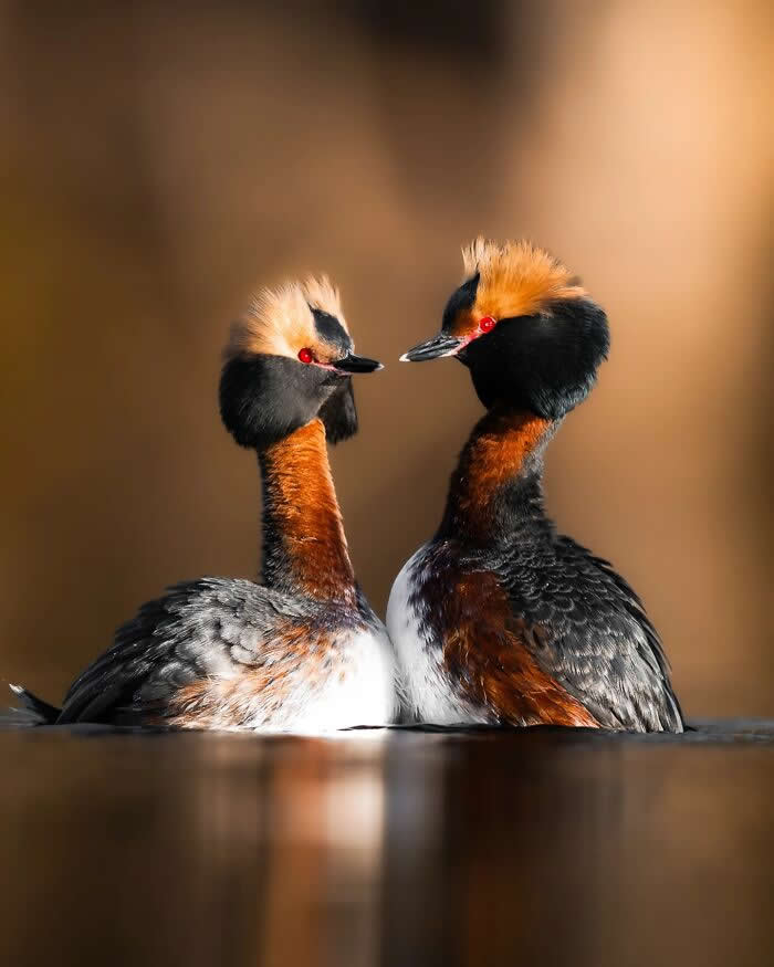 Two great crested grebes float close together on calm water, facing each other with colorful crests and warm golden reflections.