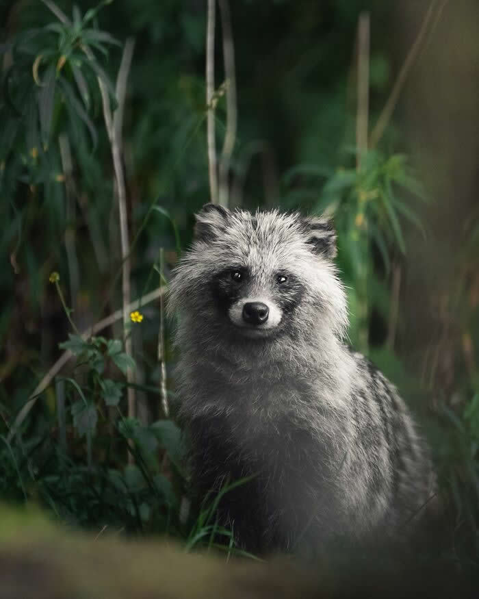A raccoon dog with thick gray fur stands quietly among green forest plants, looking directly at the camera in soft natural light.