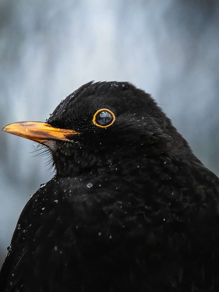 A close-up portrait of a blackbird with a bright yellow eye ring and orange beak, covered in raindrops against a soft gray background.
