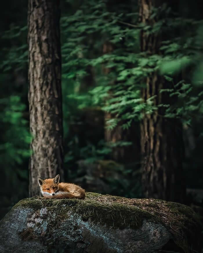 A red fox curled up asleep on a moss-covered rock in a dark green forest, surrounded by tall trees and soft natural light.
