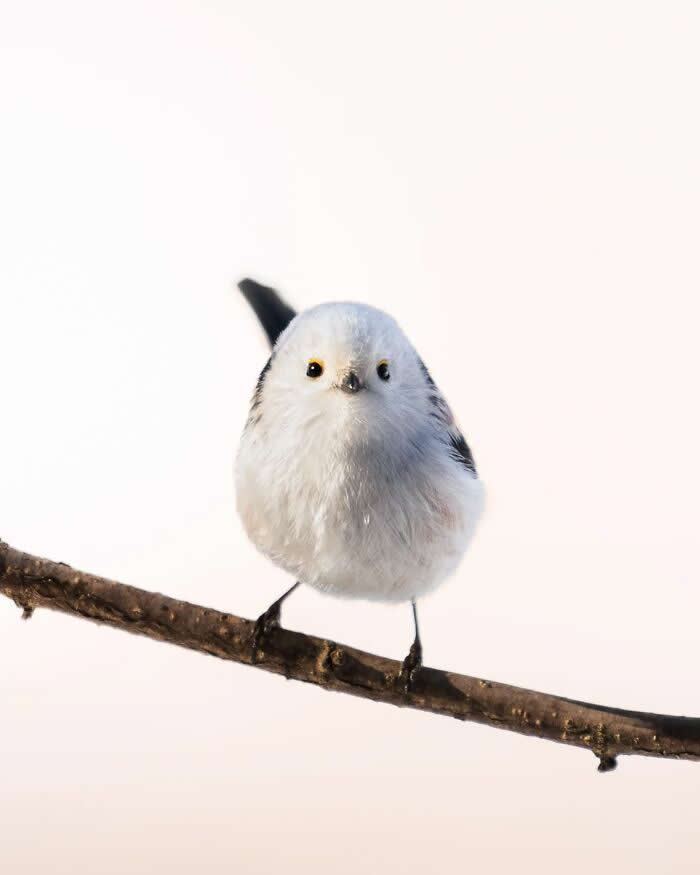 A tiny white long-tailed tit perches on a bare branch, facing forward against a clean pale background.