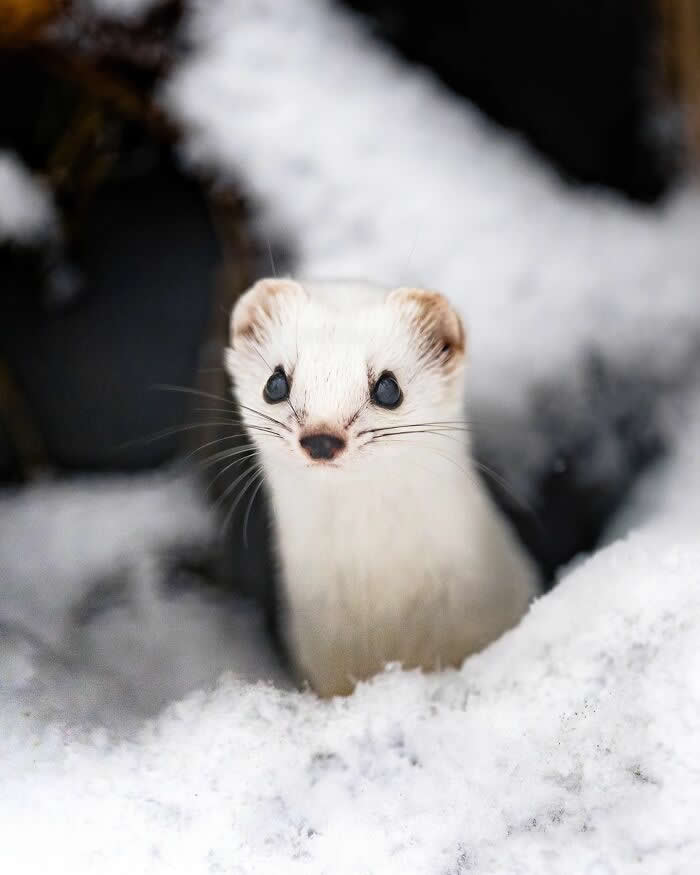 A white ermine with dark eyes peeks out from snowy ground, surrounded by soft snow and a dark blurred background.