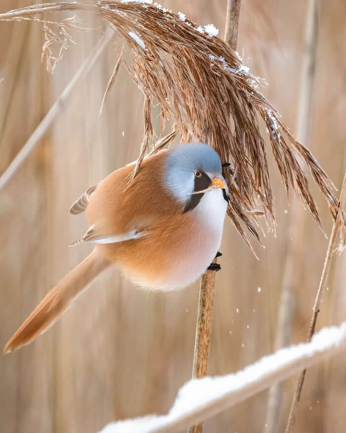 A bearded reedling with soft blue-gray head and warm brown feathers clings to a snow-dusted reed stem in a pale winter marsh background.