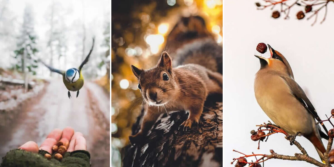 Wildlife Photos by Ian Granström That Turn Everyday Moments Into Art