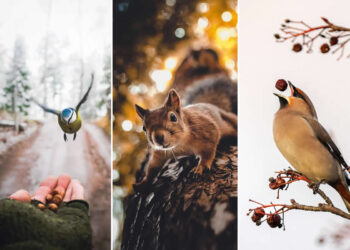 Wildlife Photos by Ian Granström That Turn Everyday Moments Into Art