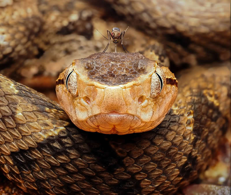 Macro - 2nd Place: Photo by Andrea Grammatico, France - 35 Photography Awards