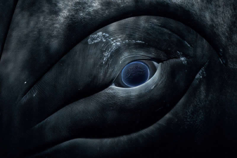 Underwater - 1st Place: Photo by Anton Julien, France - 35 Photography Awards