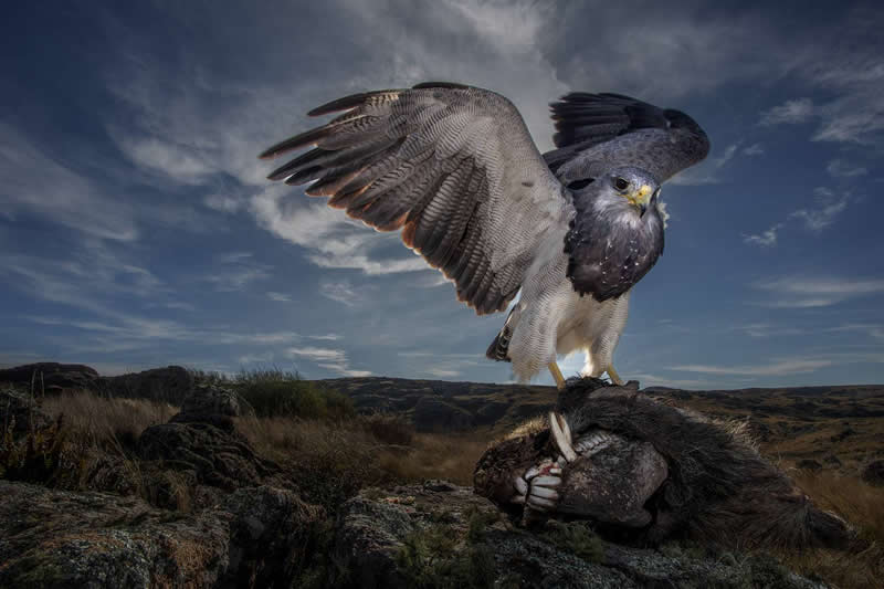 Wildlife - 1st Place: &Aacute;guila predadora by Sergio Emmanuel Comisso, Argentina - 35 Photography Awards