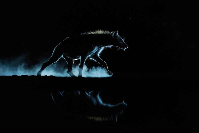 Wildlife - 3rd Place: Photo by Dr Caesar Sengupta, India - 35 Photography Awards