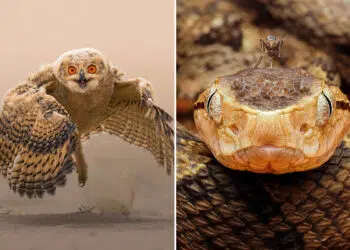 35 Photography Awards Winners