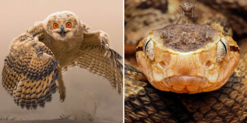 35 Photography Awards Winners