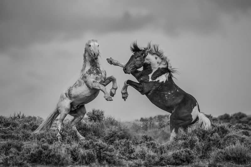 Light, Shadow, Soul: 33 Award-Winning Black and White Photos Celebrated in 2026 38 3rd Place Winner: Tony Douzenis, United States - 35 Photography Awards Winners