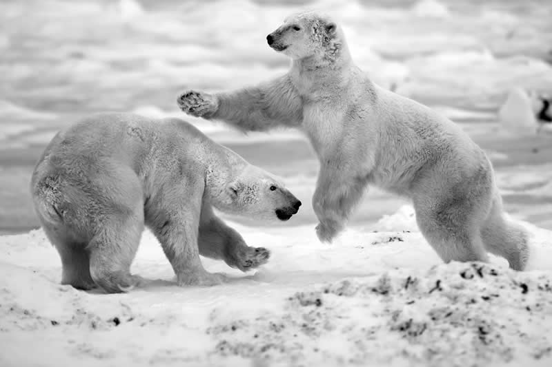 Light, Shadow, Soul: 33 Award-Winning Black and White Photos Celebrated in 2026 43 Shall we fight? by Alexander Perov, Russian Federation - 35 Photography Awards Winners