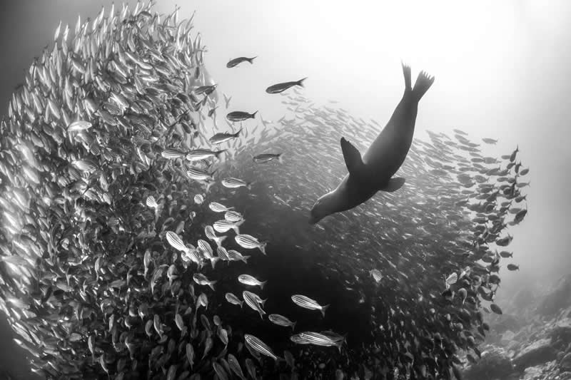 Light, Shadow, Soul: 33 Award-Winning Black and White Photos Celebrated in 2026 44 Fabi Fregonesi, Brazil - 35 Photography Awards Winners