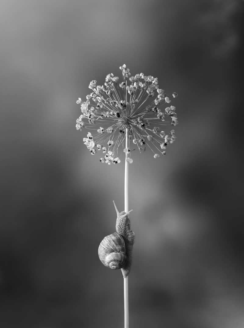 Light, Shadow, Soul: 33 Award-Winning Black and White Photos Celebrated in 2026 46 Path to the top bh Svetlana L, Russian Federation - 35 Photography Awards Winners