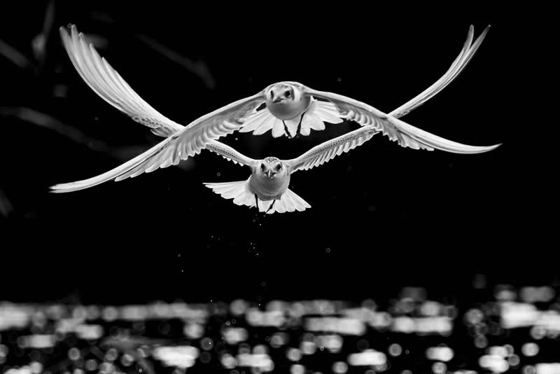 Light, Shadow, Soul: 33 Award-Winning Black and White Photos Celebrated in 2026 53 Alexander Ilin, Russian Federation - 35 Photography Awards Winners