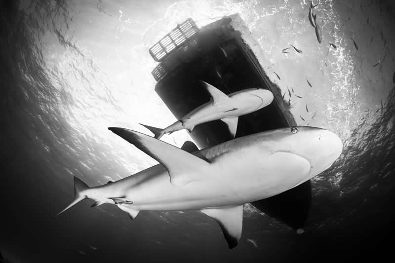 Light, Shadow, Soul: 33 Award-Winning Black and White Photos Celebrated in 2026 56 Fabi Fregonesi, Brazil - 35 Photography Awards Winners