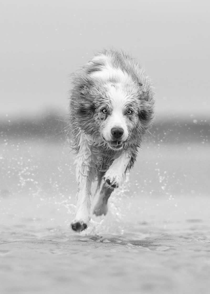 Light, Shadow, Soul: 33 Award-Winning Black and White Photos Celebrated in 2026 61 Into the Storm by Ulrike Siebert, Germany - 35 Photography Awards Winners