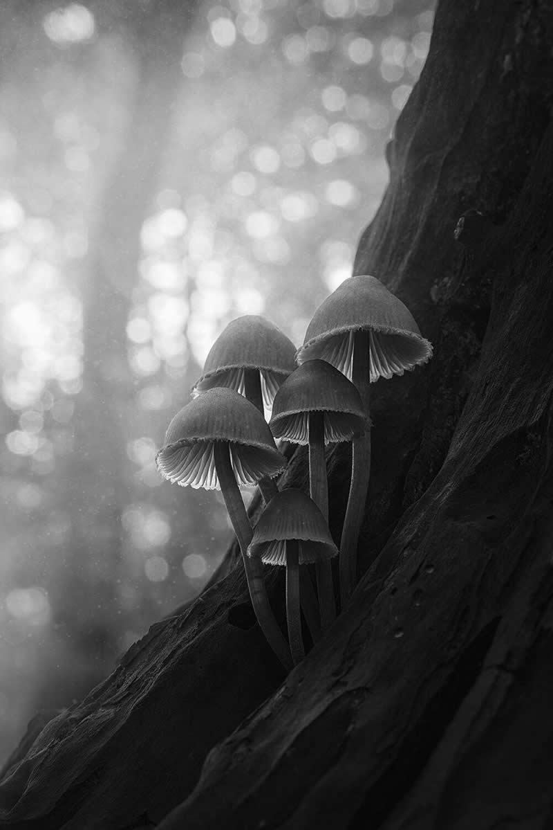 Light, Shadow, Soul: 33 Award-Winning Black and White Photos Celebrated in 2026 63 After Dark Now by Thomas de Franzoni, Italy - 35 Photography Awards Winners