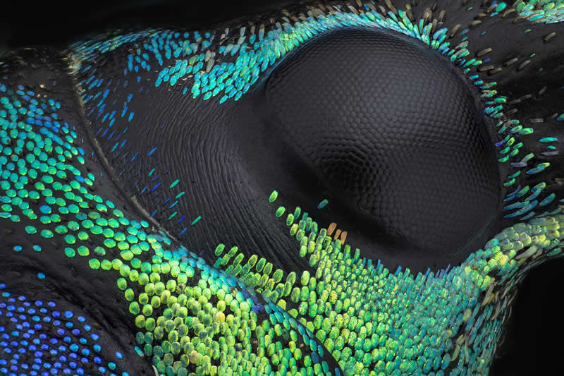 3rd Place Winner: Detail Eupholus magnificus 10x by Javier Ruperez, Spain - 35 Photography Awards Macro Winners