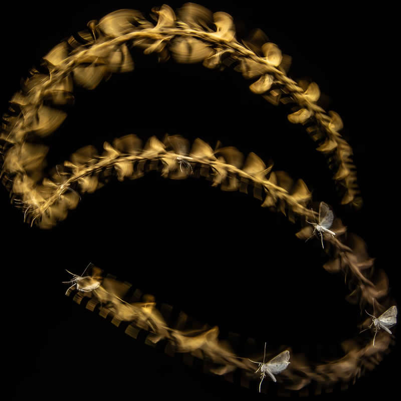 Pal Mark, Hungary - 35 Photography Awards Macro Winners