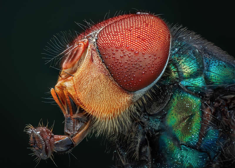Tran The Ngoc, Viet Nam - 35 Photography Awards Macro Winners