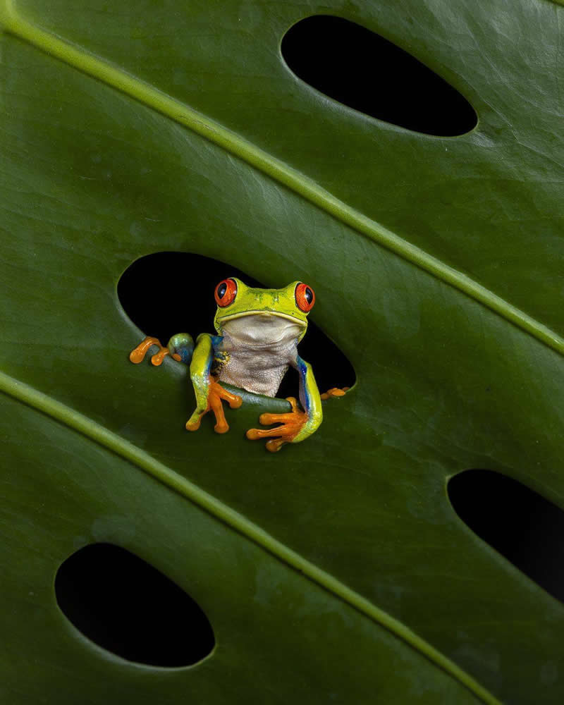 Maria Gabriela Rocha Gomez, Mexico - 35 Photography Awards Macro Winners