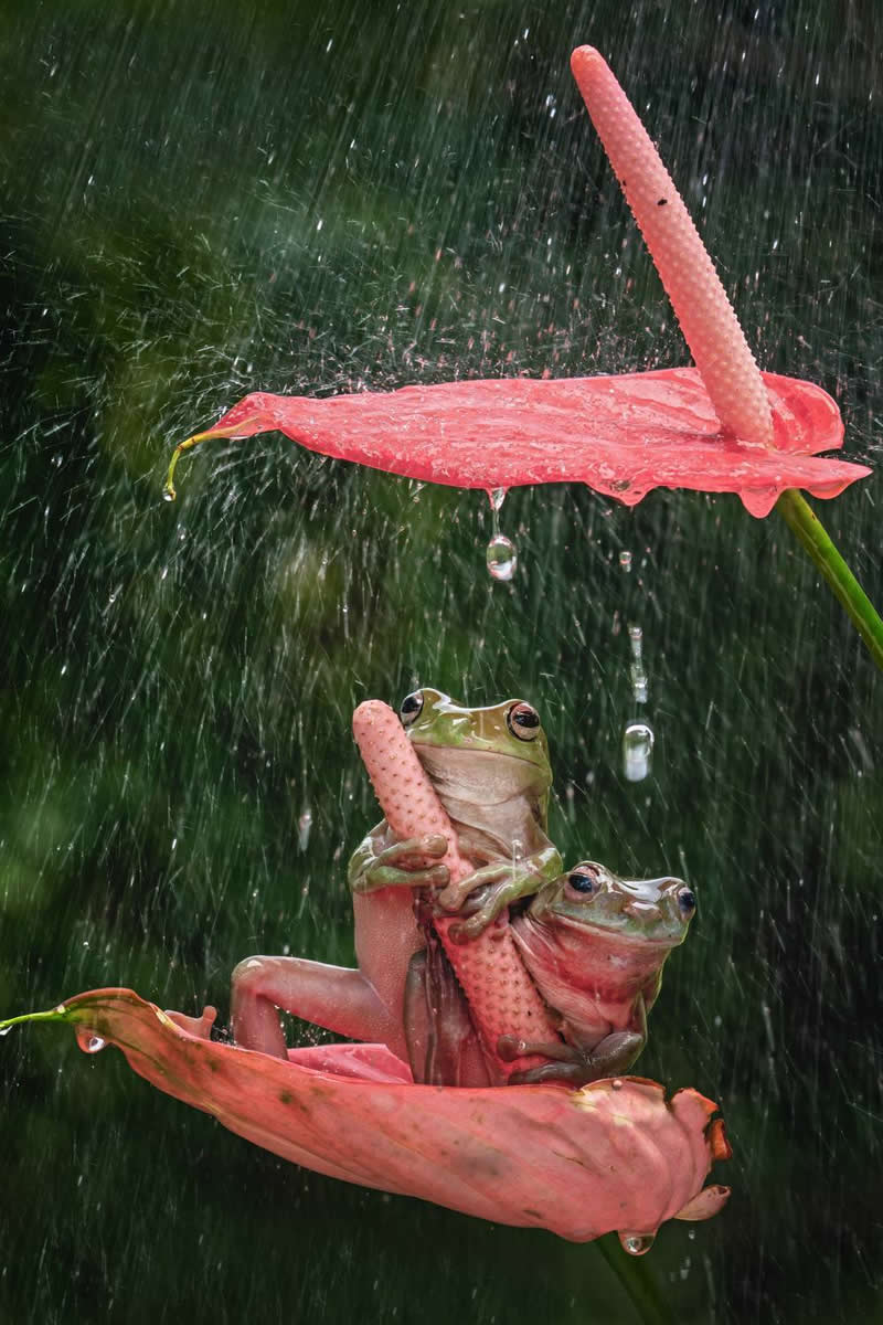 Dzulfikri, Indonesia - 35 Photography Awards Macro Winners