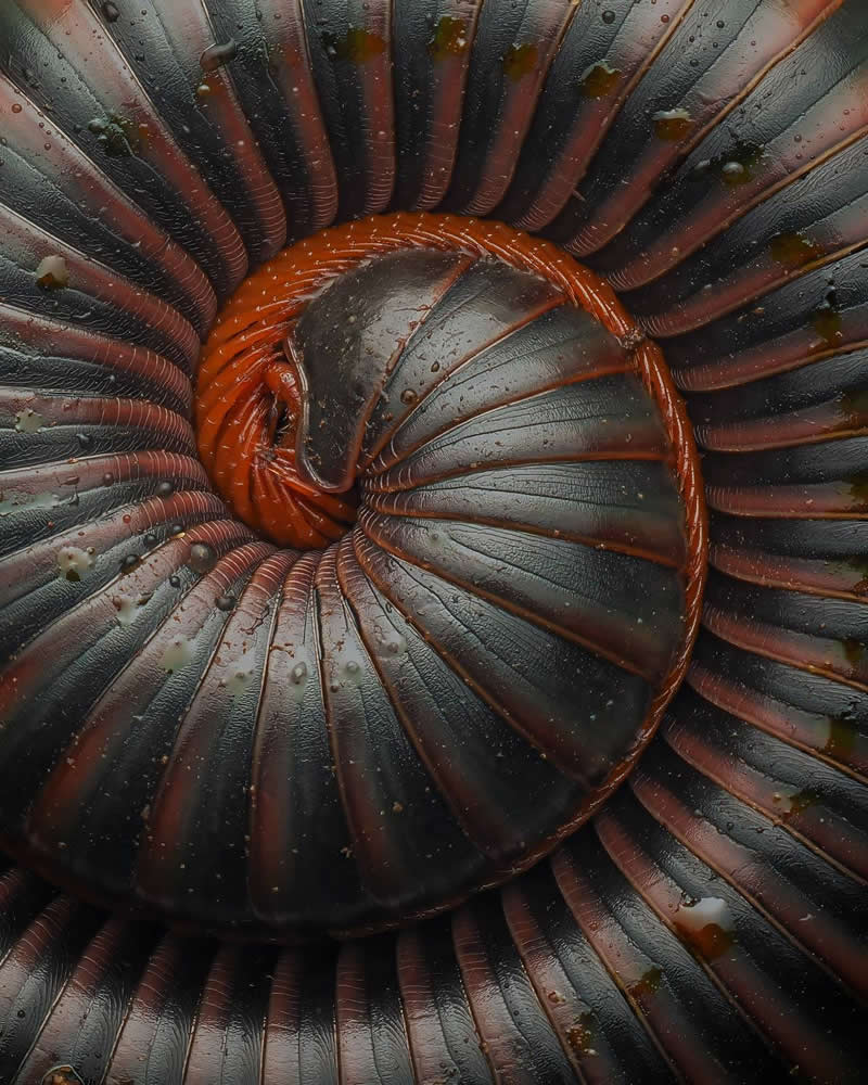 Golden Ratio in Nature by Hardeep Solanki, India - 35 Photography Awards Macro Winners