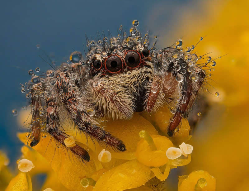 Jumping spider on dogwood flowers by Yuriy Yurevich, Russian Federation - 35 Photography Awards Macro Winners